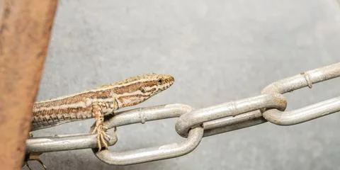 Forest lizard on a chain Stock Photos