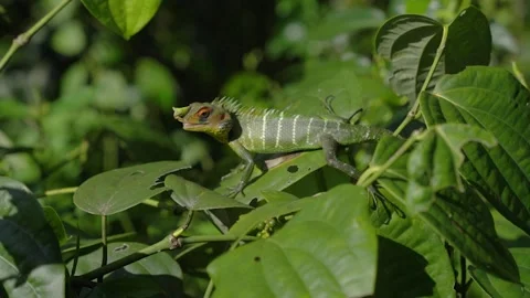 Forest Lizard Chameleon Video stock 288850916