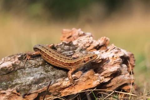 Forest lizard on deadwood Stock Photos