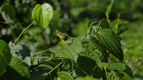 Forest Lizard Katussa Chameleon Soft Focus Video stock 195757732