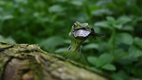 A forest lizard is looking while a abdomen part of a dead beetle on mouth Video stock 229373323