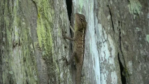 Forest Lizard, Malaysia Stockbeeldmateriaal 334948682