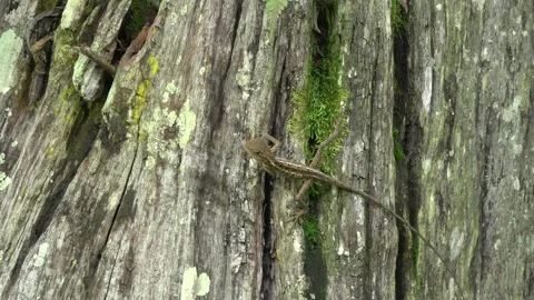Forest Lizard, Malaysia 스톡 동영상 334948726