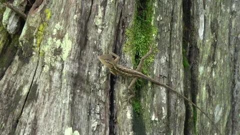 Forest Lizard, Malaysia Vídeos de archivo 334948800