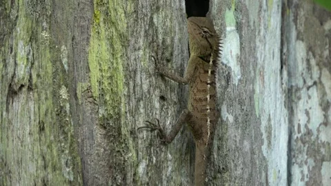 Forest Lizard, Malaysia Stock Footage 334948808