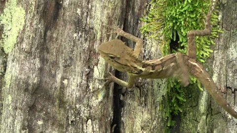 Forest Lizard, Malaysia 스톡 동영상 334948901