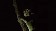 Forest Lizard Rest On Branch In Lowland Rainforest In The Night Close Up Stock Footage