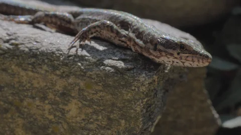 Forest lizard sitting on rocks Stock Footage 95204398