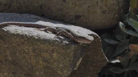 Forest lizard sitting on rocks Stock Footage 95204589