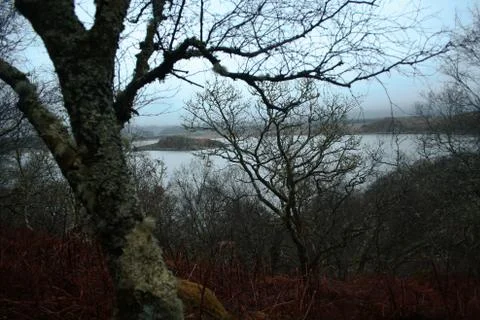 Forest Loch Stock Photos