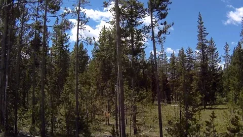 A forest of Lodgepole Pine trees Vídeo Stock 98057315