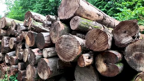 Forest Log Stack with Rough Cut Wood Ends and Bark Stock Footage 345644998