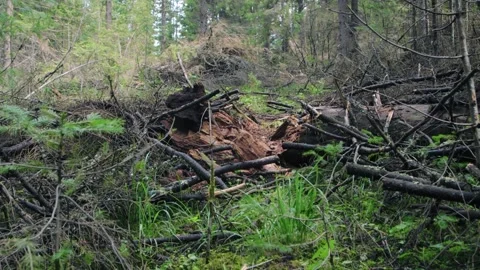 At a forest logging site 库存影片 258847685