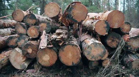 Forest logging site. Piles of log, forest clean up works after a storm, logging. Stock Footage 61907769