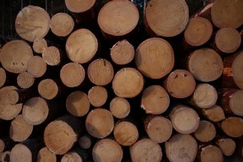Forest logging site. Piles of log, forest clean up works after a storm, logging. Stock Photos