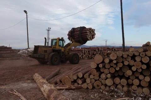Forest logging site. Piles of log, forest clean up works after a storm, logging. Stock Photos