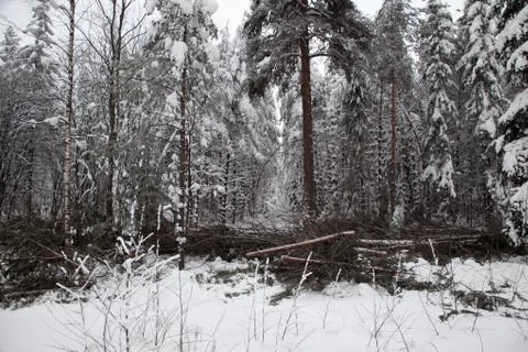 Forest logging on a winter day Stock Photos