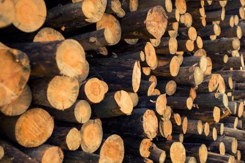 Forest logs Фото