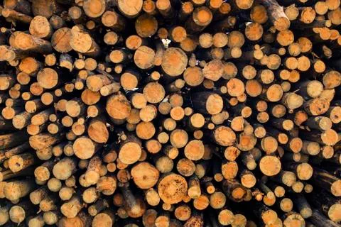 Forest logs Фото