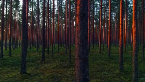 Forest long trees trunks parallel stems pattern green grass moss red sunlight Stock-Footage 77694188