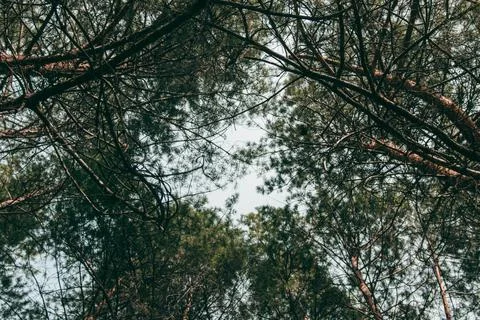 In the forest, a look from below at the crowns of the trees Stock Photos