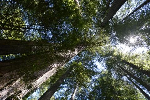 Forest Looking Up Foto stock