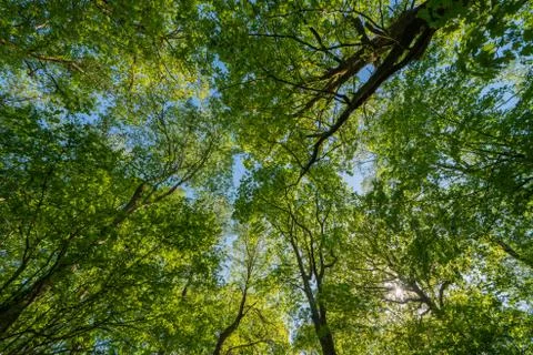 Forest looking up Stock Photos