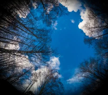 In the forest looking up Foto stock