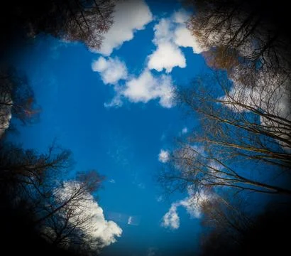 In the forest looking up Stock Photos