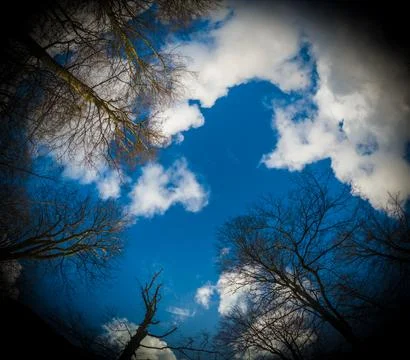 In the forest looking up 스톡 사진