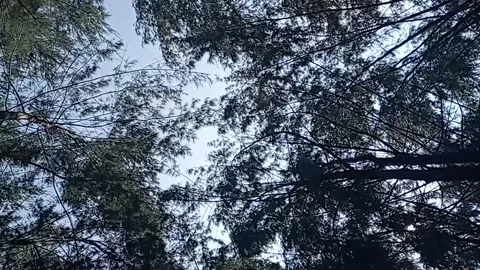 In the forest, looking at the sky in the forest, the sky and the pines Stock Footage 222478461