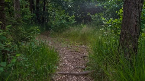 Forest looks a bit dark Stock Footage 112175975