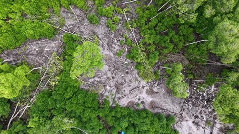 Forest with a lot of dead trees green trees Stock Footage 332194353