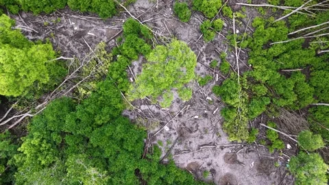 Forest with a lot of trees and a few people Stock-Footage 332194387