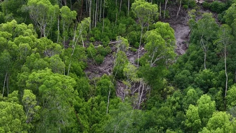 Forest with a lot of trees and a lot of debris Video stock 332217331