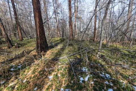 Forest with lots of bare branches and green shrubbery bushes Stock Photos