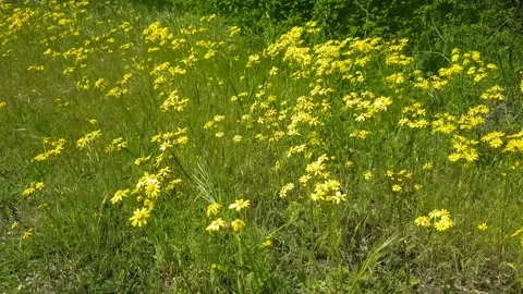 Forest with lots of greenery Stock Footage 154035166