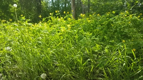 Forest with lots of greenery Stock Footage 154306542