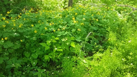Forest with lots of greenery Stock Footage 154316296
