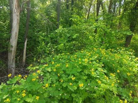 Forest with lots of greenery Foto stock
