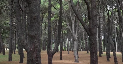 Forest with lots of tall trees in 4K Stock Footage 85311583