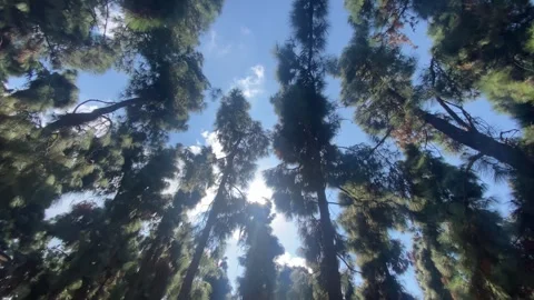 Forest low angle Stock Footage 300944890