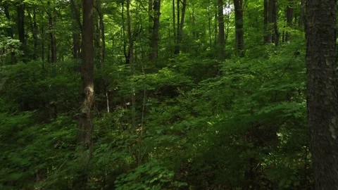 Forest Low Foliage Flyover Stock Footage 201767012