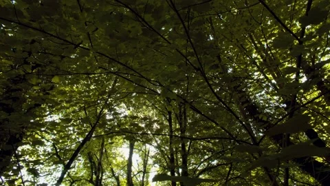 Forest in Low light Stock Footage 134869104