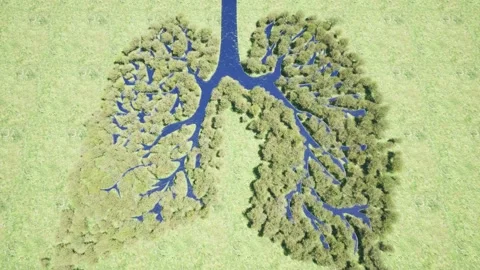 Forest lungs Environment nature earth Save earth green planet Stock Footage 168145063