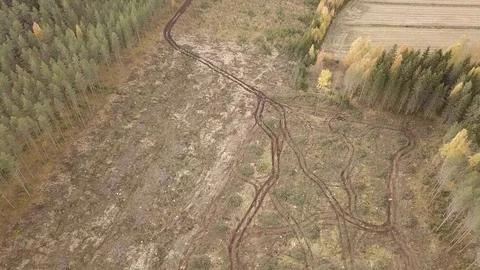 Forest machine trails at forest clearcutting area in Finland. Stock Footage 122031754