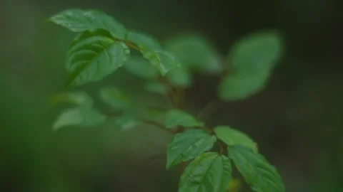 Forest macro 11 Video stock 288236429