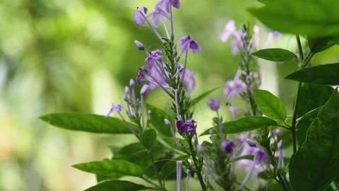 Forest macro 12 Video stock 288236395