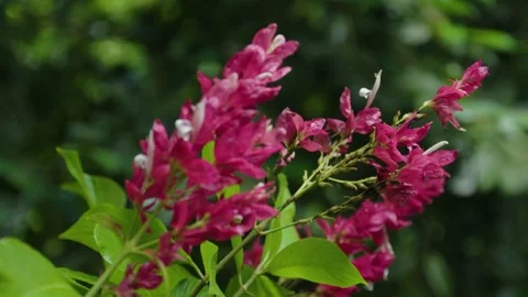 Forest macro 13 Stock Footage 288235713