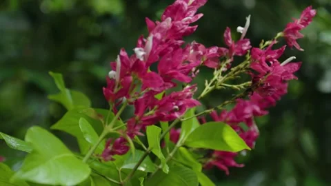 Forest macro 14 Video stock 288236446